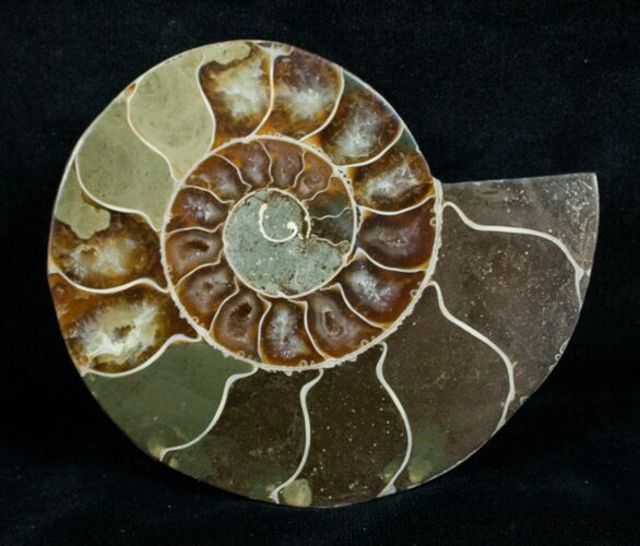 Cut & Polished Desmoceras Ammonite (Half) - #6330